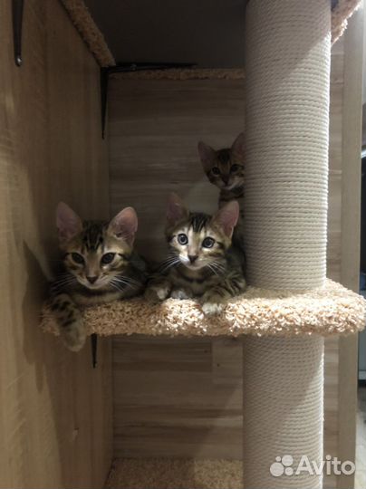 Бенгальские котята