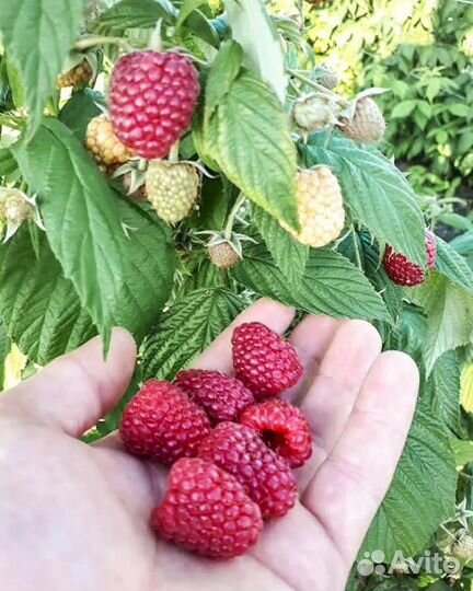 Саженцы ремонтантной малины