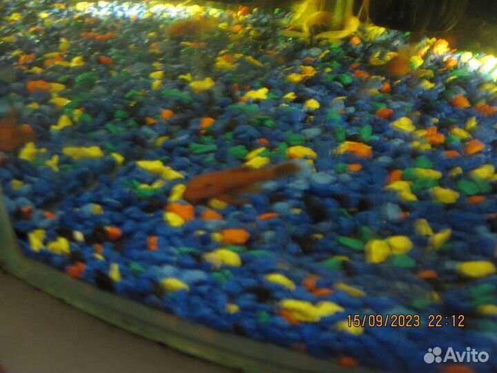 Сомики анциструсы