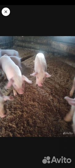 Поросята большие