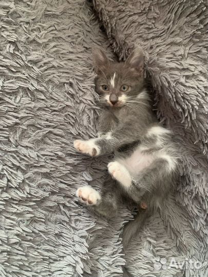 Кошечка в добрые руки