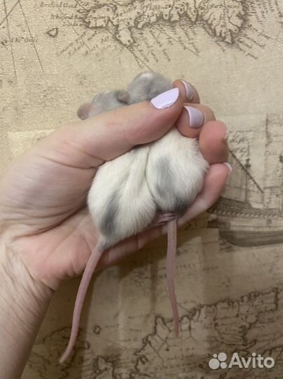 Ручные Крысята дамбо.Домашний питомник