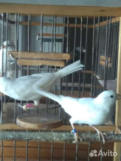 Самочки-канарейки