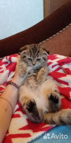 Шотландские вислоухие котята мраморные