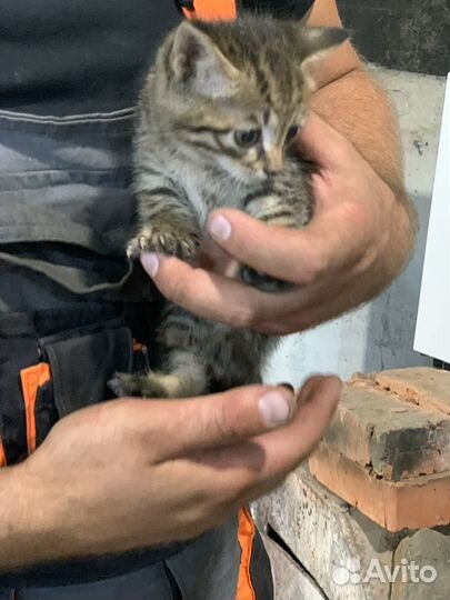 Котятки в добрые руки