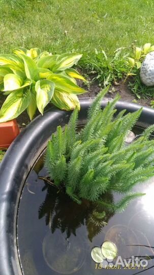 Растение для пруда, сосенка водная