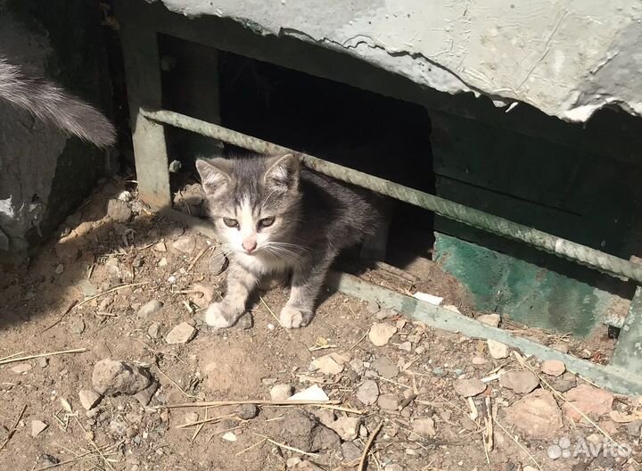 Спасите котят