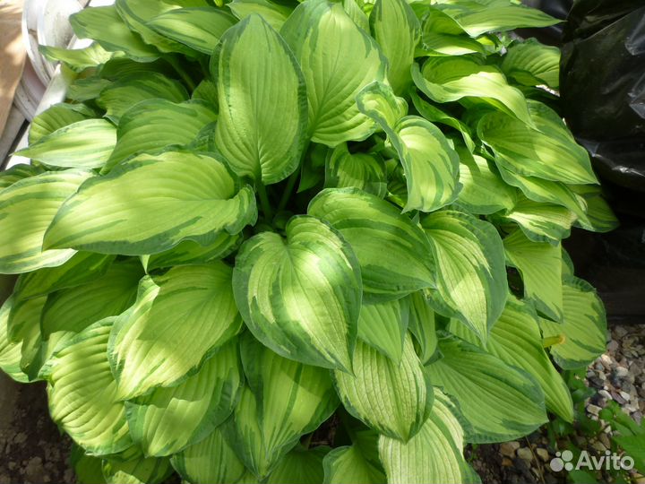 Хоста Фортунеи Альбопикта (Albopicta)