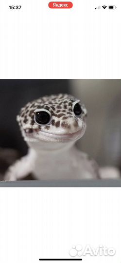 Ящерица эублефар