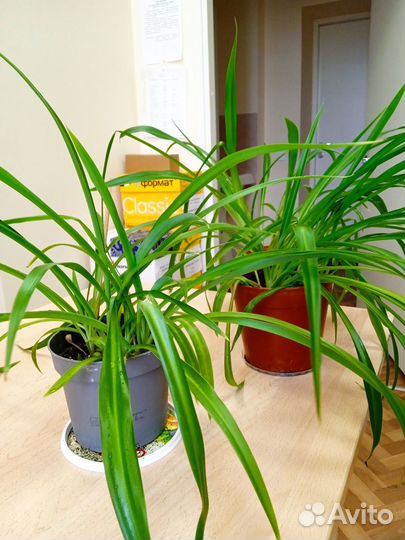 Комнатные цветы