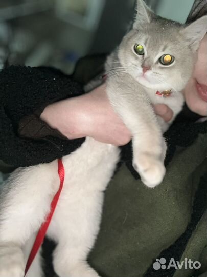 Голубая золотая шиншилла