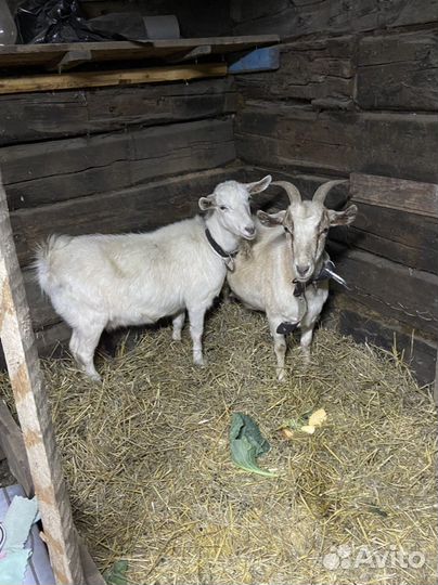 Коза дойная альпийская, зааненская