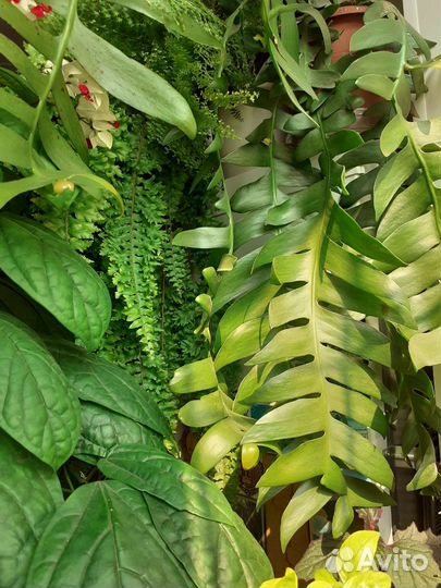 Эпифиллум Морниера