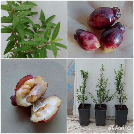 Кариса, Мирт, апельсин с плодами