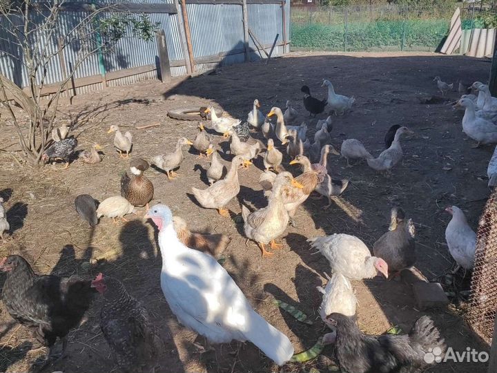 Куры,утки,перепела,кролики