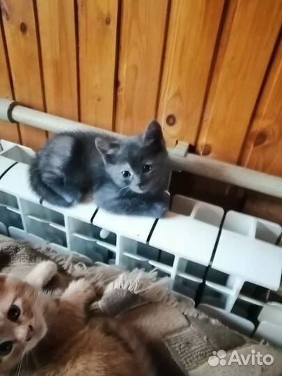 Кошки в добрые руки бесплатно