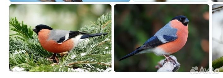 Певчие лесные птицы