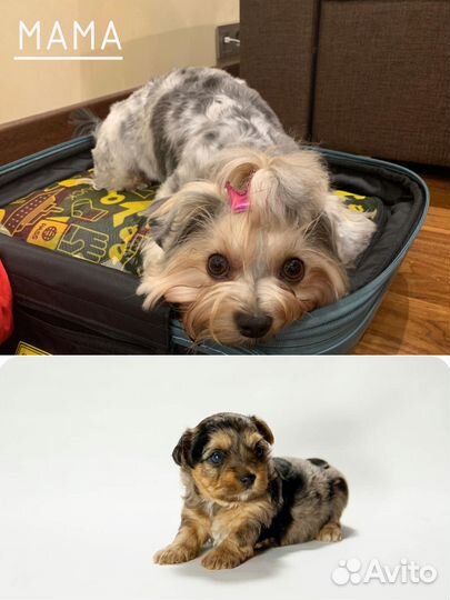 Йоркширский терьер щенок