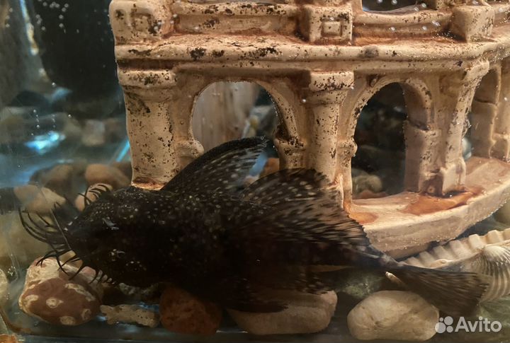 Крупные сомики анциструсы