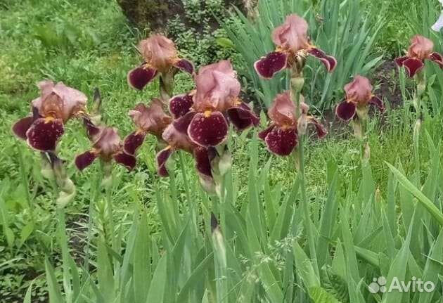 Ирис коричневый