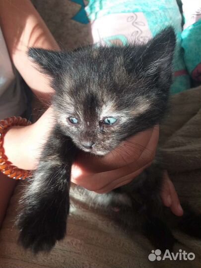 Котенок 1 месяц