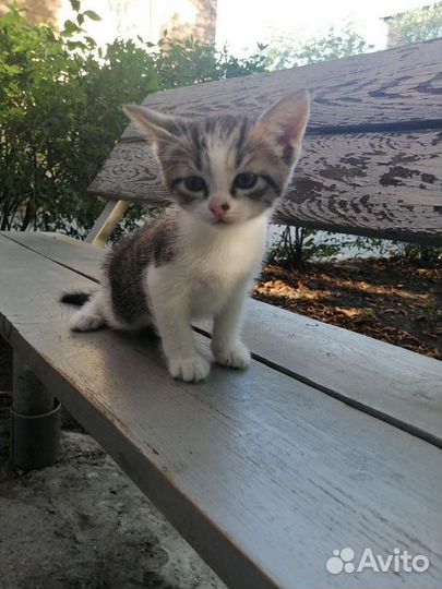 Котенок - Девочка