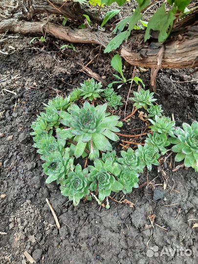 Продажа саженцев