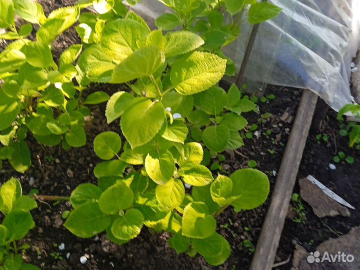 Саженцы гортензии 