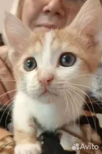 Котята Девон Рекс