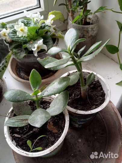 Комнатные цветы