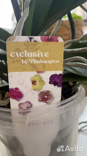 Комнатные цветы: орхидея, шефлера, хлорофитум