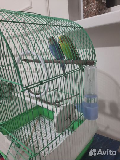 Волнистый попугай с клеткой