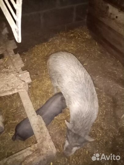 Вьетнамские поросята