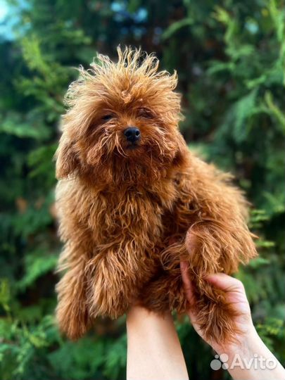 Собаки щенки