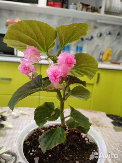 Бегония вечноцветущая