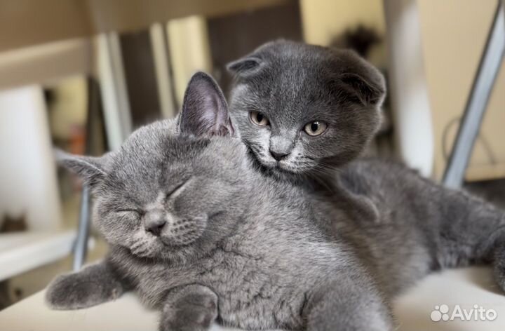 Шотландские котята