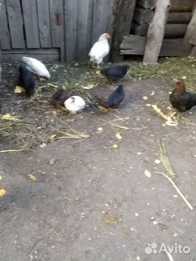 Куры несушки и молодки