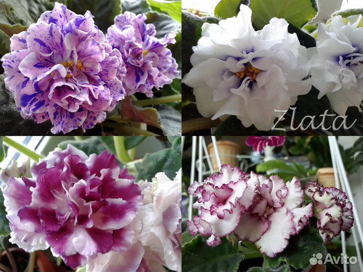 Цветы. Сенполии (фиалки)