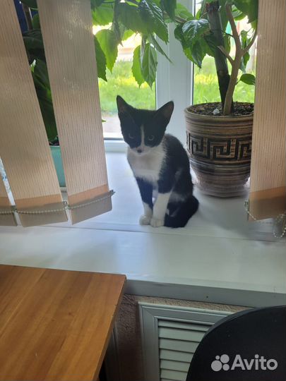 Котик в добрые руки