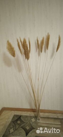 Тростник метёлки и трости