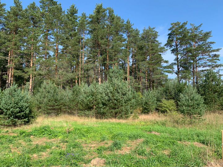 Участок 12 сот. (СНТ, ДНП)