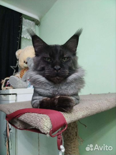 Вязка мейкун+котёнок