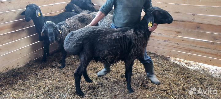 Бараны курдючные