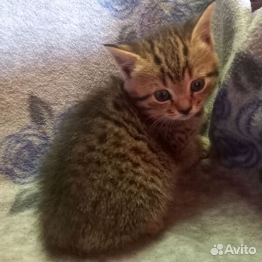 Британская