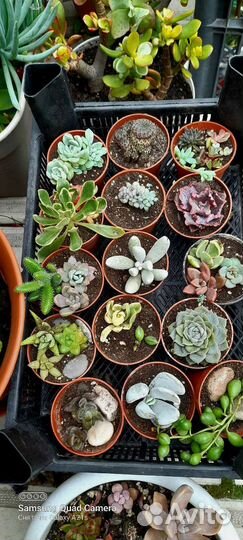 Суккуленты домашние