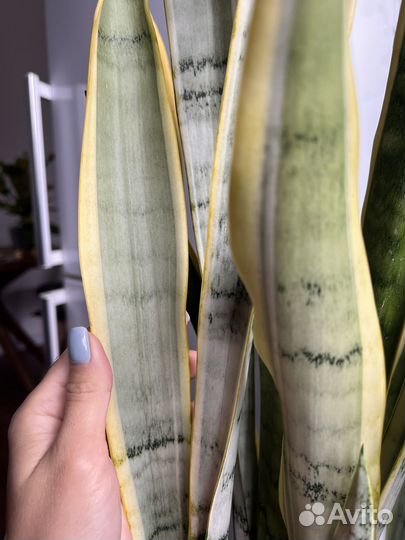 Сансевиерия Натали