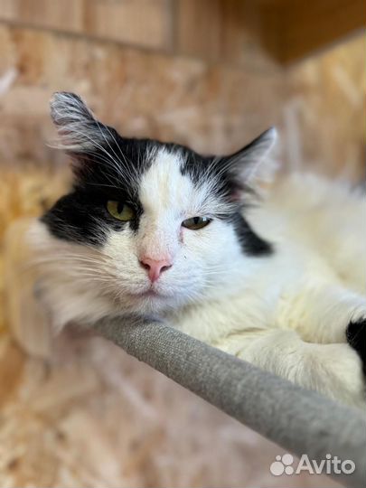 Кот Тимон из приюта ищет дом,ждет родителей