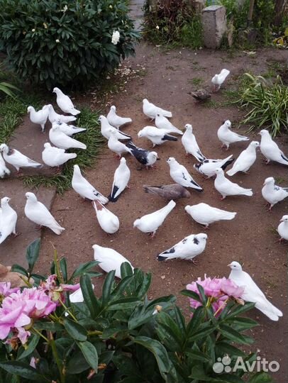 Бойные голуби