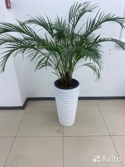Растения пальма