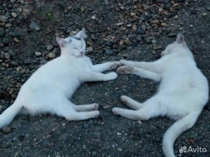 Котики бесплатно в добрые руки